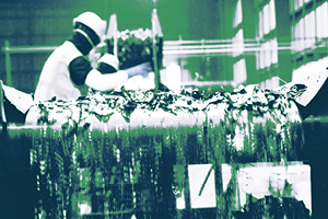 The Art of Shredding